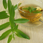 Lemon Verbena – Mid-Tier