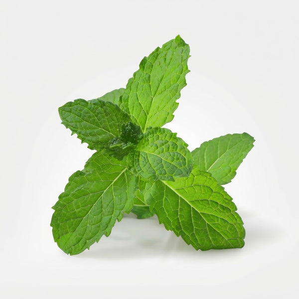 Mint Leaves – Mid-Tier
