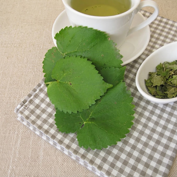 Mulberry Leaf – Mid-Tier